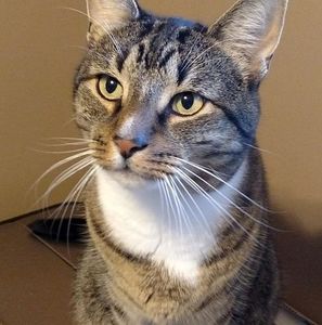 Meet your Posher, Sal